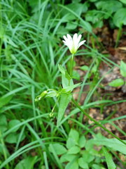 Cerastium nemorale