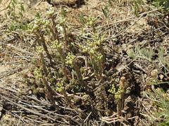 Petrosedum subulatum