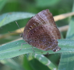 Arhopala eupolis