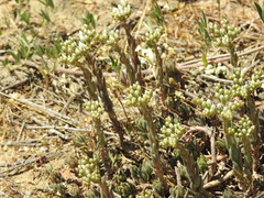 Petrosedum subulatum
