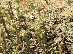 Petrosedum subulatum