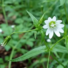 Cerastium nemorale