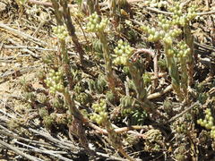 Petrosedum subulatum