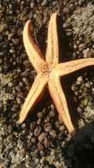 Stichaster striatus