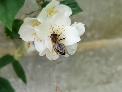 Apis mellifera