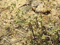 Petrosedum subulatum