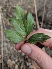 Ranunculus hispidus nitidus