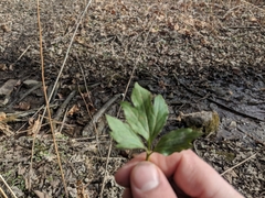 Ranunculus hispidus nitidus
