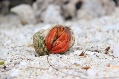 Coenobita perlatus