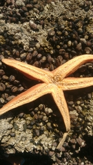 Stichaster striatus