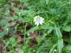 Cerastium nemorale