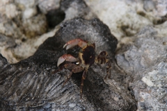 Geograpsus grayi