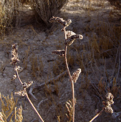Psylliostachys spicata