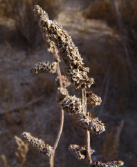 Psylliostachys spicata