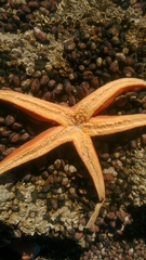 Stichaster striatus