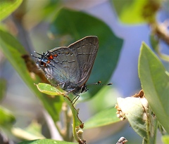 Satyrium favonius autolycus