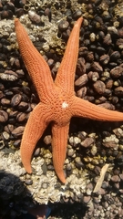 Stichaster striatus