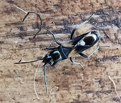 Pterotmetus dimidiatus