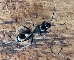 Pterotmetus dimidiatus