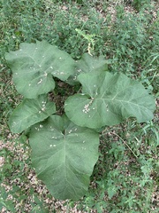 Arctium