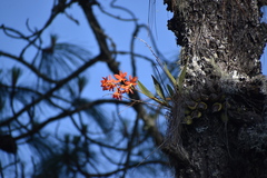Prosthechea vitellina
