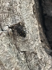 Helota gemmata