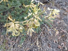 Astragalus curvicarpus