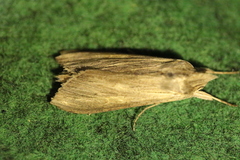 Cucullia umbratica