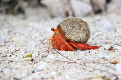 Coenobita perlatus