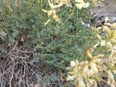 Astragalus curvicarpus
