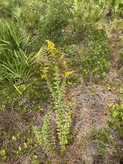 Solidago chapmanii image