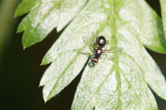 Sepsis neocynipsea