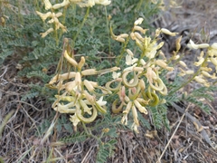 Astragalus curvicarpus