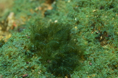 Bryopsis pennata