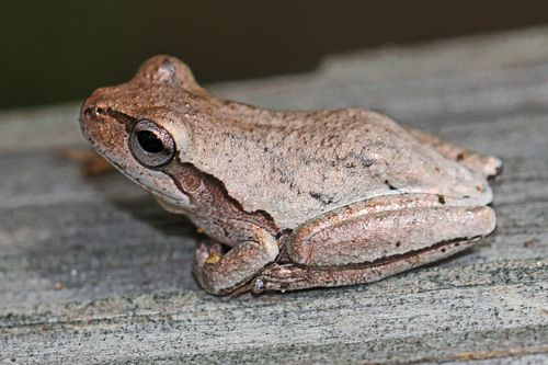 Pine Woods Tree Frog