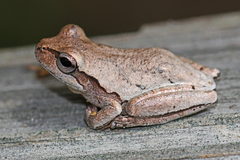Pine Wood Treefrog photo 3