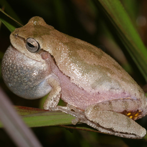 Pine Woods Tree Frog