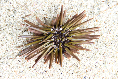 Heterocentrotus trigonarius