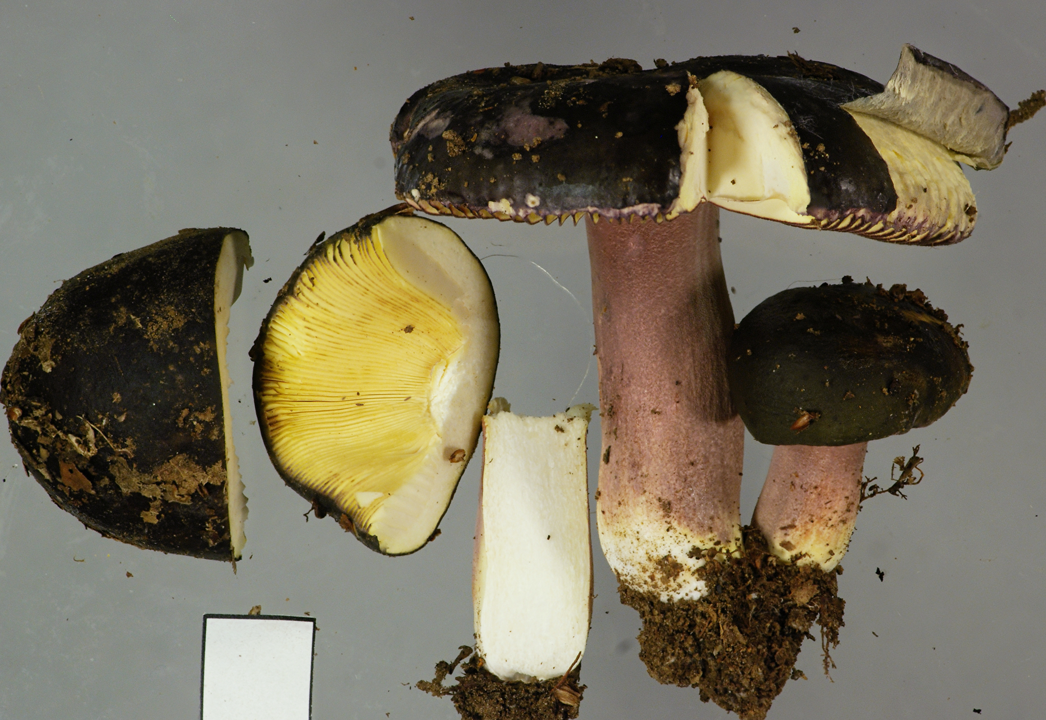 Russula tawai image