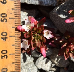 Epilobium pycnostachyum