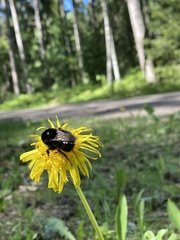 Bombus subterraneus