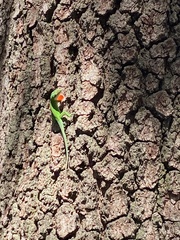 Anolis carolinensis