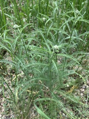 Achillea millefolium