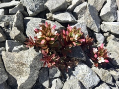 Epilobium pycnostachyum