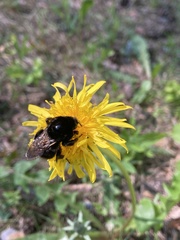 Bombus subterraneus
