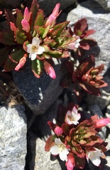 Epilobium pycnostachyum