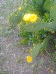 Opuntia tunoidea