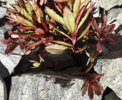 Epilobium pycnostachyum