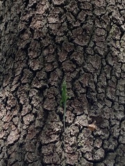 Anolis carolinensis
