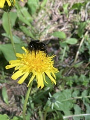Bombus subterraneus